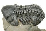 Two Detailed Reedops Trilobite - Atchana, Morocco #251664-4